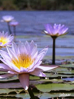 lotus flower.gif